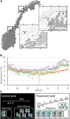Broad Thermal Tolerance in the Cold-Water Coral Lophelia pertusa From Arctic and Boreal Reefs